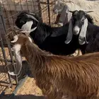 متوفر لدينا ذبايح برية بعفيف