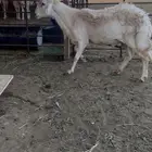 فحل خروف حري