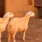 للبيع