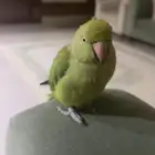 ببغاء دره