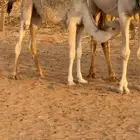 حاشي عمره فوق 6 شهور مغلق شحم