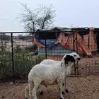 سواكن ابيض جذعاان نظيييفه جدا
