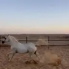 حصان للبيع