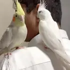 زوج كروان البينو .كوكتيل