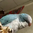 كويكر تربيه ذكر