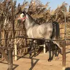 حصان جزيري بيور