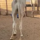 قعود للبيع الموقع وادي الدواسر