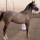 مهر عربي شعبي شيخ