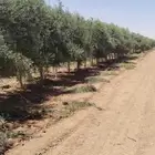ابو النووور لتوريد كافه انواع الزيتون بكافةالمقاسات والاحجام