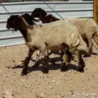 جذعات نعيم صنف