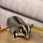 انثى سنجاب طائر امها البينو