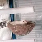 انثى كناري جاهزه للانتاج