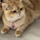 انثى سكوتش ستريت بيور مطعمه