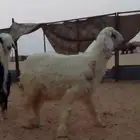 خروف جذع نجدي فل يوجد فيه خراج