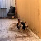 6 دجاج اعربيات بياضات