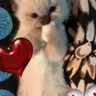 قطط كيتن صغيره هيمالايا هجين راغدول للبيع