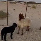 رغوث نعيميه تحتها رخل عربيه