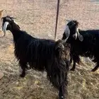 معزاء عوارض