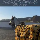 حصان شعبي العمر 6 سنوات