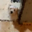 كلب للبيع بسعر قابل للتفاوض