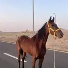 فرس شعبيه طرب