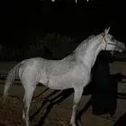 حصان عربي شعبي
