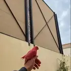 طيور جميع الالوان