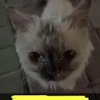 قطوة انثى حي الشفا