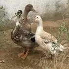 بط للبيع النوع بكيني و شيرازي المضيلف