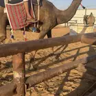رحول ابل مبطيه