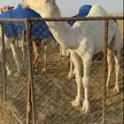 قعود طيب للبيع