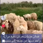 العرض الاول 1ضان حريه حرش عددها 25 عرض ثاني 2رفيد عددها 30م
