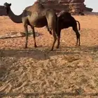 ناقه صفرا للبيع ناقه منوة القاني ناقه شيخت مراح ومن ساس ابل