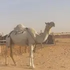عشرا وضحا معزول ولدها