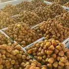 نوادر تمور سكري وجلكسي مفتل ملكي