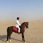 حصان شعبي