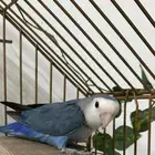 روز