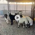 خرفان طيبه ورخال