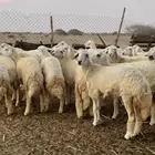 رخال حريه للبيع