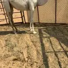 بكره طيبه
