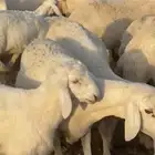 حريات متابيع