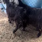 معز