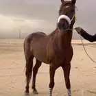 حصان شعبي حار