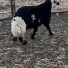 خروف نجدي طيب