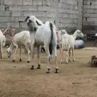 فحل بيشي