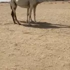 لقحات كفو رباع وسديس