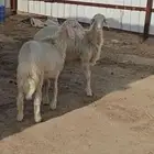خرفان برص