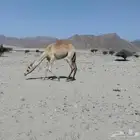 بكره ل البيع