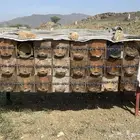 نحل بلدي للبيع