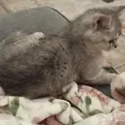 قط سكوتش 3 شهور